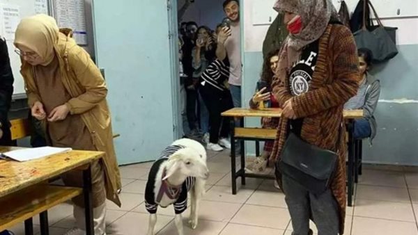 صيدا اون لاين