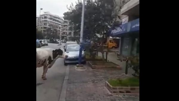 صيدا اون لاين